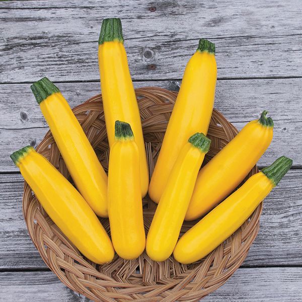 Summer Squash - Zucchini Yellow