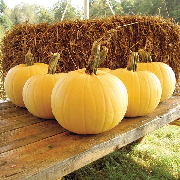 Pumpkin - Owl's Eye