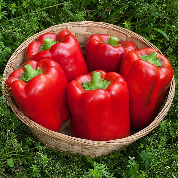 Peppers - Red Bell