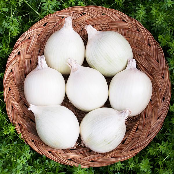 Onions - White