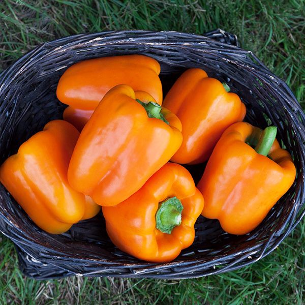 Peppers - Colored Bell