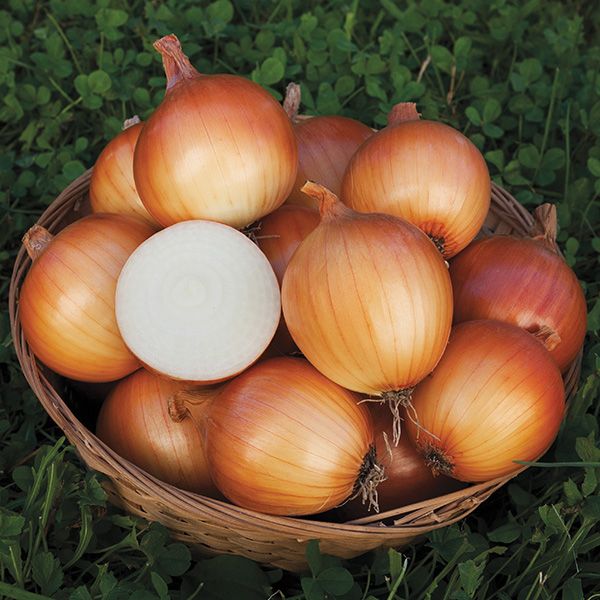 Onions - Yellow