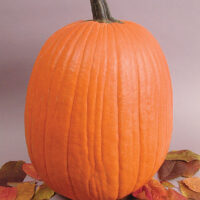 Pumpkin - Jack O'Lantern - Large