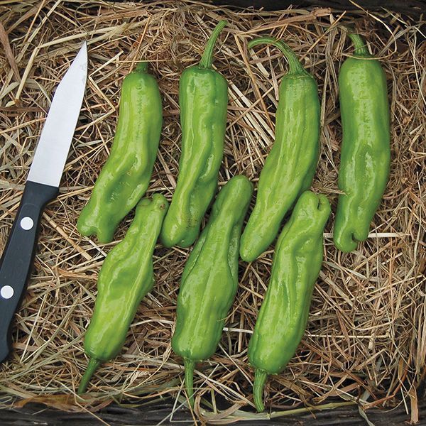 Peppers - Shishito