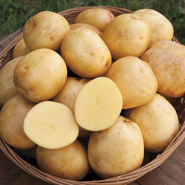 Potatoes - Yellow