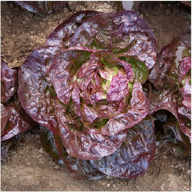 Lettuce Butterhead Red Haroldson Farms