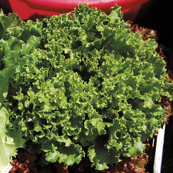 Lettuce - Green Leaf