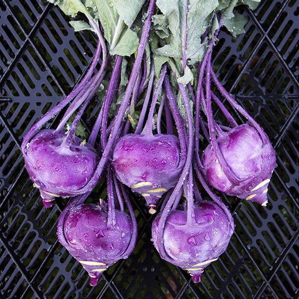 Kohlrabi - Purple
