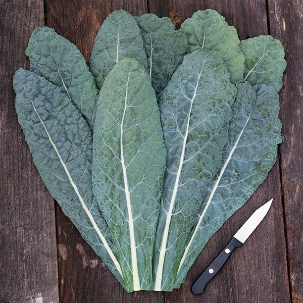 Kale - Lacinato