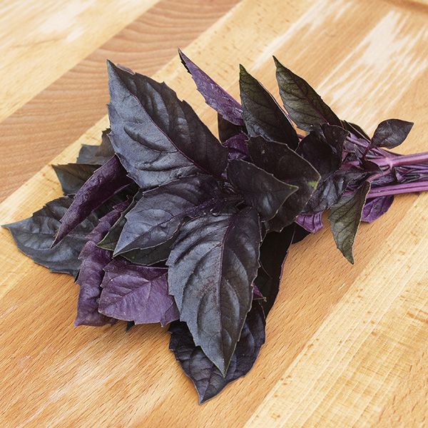 Basil - Purple