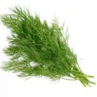 Dill - Bunch