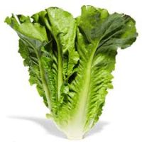 Lettuce - Romaine