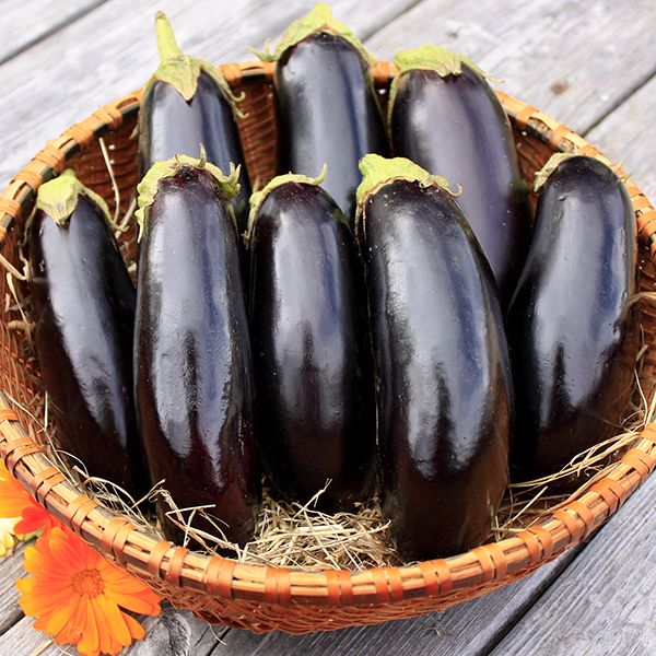 Eggplant - Purple