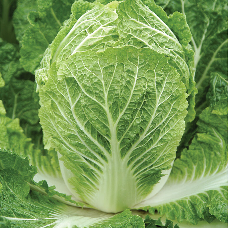 Cabbage - Napa/Chinese - Haroldson Farms