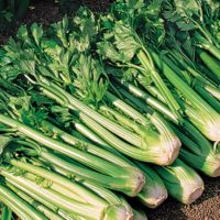 Celery
