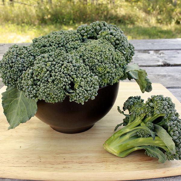 Broccoli