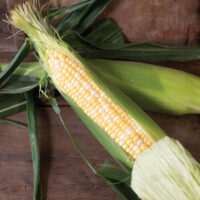 Sweet Corn