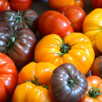 Tomatoes - Heirloom Mix