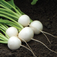 Turnip - Hakurei