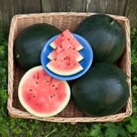 Watermelon - Red