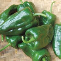Peppers - Poblano