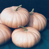 Pumpkin - Long Island Cheese