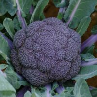 Broccoli - Purple